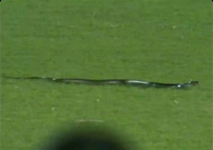 
IND v SA: Snake on field, floodlight failure cause stoppages in second T20I at Guwahati 