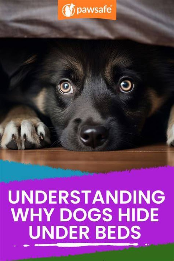 Why does my dog attack me when im under a blanket